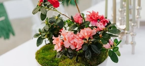 Gentse azalea variëteit